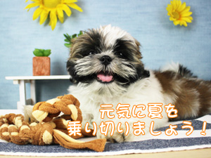 こんなに毎日暑いですが…